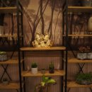 아로마퀸 이미지