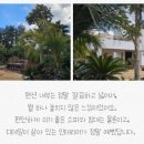 제주하와이 덕수궁 이미지