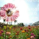 꽃길 이미지
