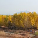 은행나무1길 이미지