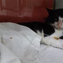 산타클라라동물병원 이미지