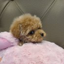 아리스타펫호텔 이미지