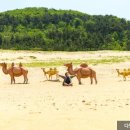 바다와소나무 티스토리