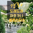 이곳, 8월의 카페! 따끈따끈한 업데이트~ (도레도레 강화 / 마호가니 강화 / 셀로스터스 강화 방문 후기)