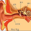 귀지, 파낼까..? 말까..? 그리고 귀의 구조와 기능에 대하여.. 이미지