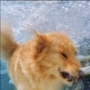 #DOG 이미지