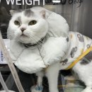 샤인동물메디컬센터 | 고양이 만성 신부전 증상부터 말기 치료, 샤인동물메디컬센터 줄기세포와 혈액투석까지