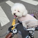 더 포레 동물병원 이미지