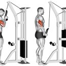 짐굿라이프 홍제점 | 💪 삼두 운동의 정석! 케이블 푸쉬다운 제대로 배우기｜홍제동 PT 짐굿라이프 PT 홍제점