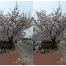 장안벚꽃길 이미지