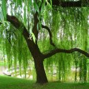 버드나무 이미지