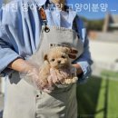 대전고양이분양 퍼피댕 캣 안심분양소 둔산점 | 대전강아지분양 대전 강아지분양 고양이분양 퍼피댕 안심분양소 대전본점 소중한 생명과의 아름다운 동행