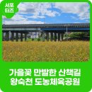 왕숙천공원-2[도농-2] | 남양주 산책코스 가을을 맞이한 왕숙천 도농체육공원 (feat. 가을꽃 만발한 산책길)