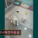 몽언니애견미용실 - 남구 중앙대로31길 128 | 몽언니애견미용실