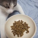 🐶반려동물🐱 -장에 좋은 사료-