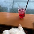 꽃 개 | 부산애견카페 <꽃길만걷개> 방문후기