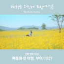 무환자나무 | 여행을 대신해 드립니다 부여 편 2화 3화 리뷰와 촬영지 정보
