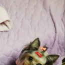 다람 이미지
