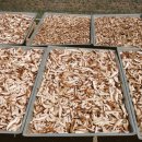 봄맞이 표고농장 이미지