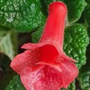 트로피칼 이미지