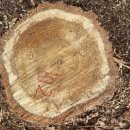 갈참나무(28살)-102-은평구 봉산 편백나무 숲 확장공사로 벌목된 나무 기록 이미지