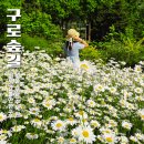 시립구로도서관 | 서울 5월 가볼만한곳 샤스타데이지,장미,불두화 꽃구경 구로 푸른수목원 데이트