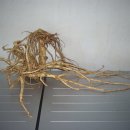 노바골프 이미지