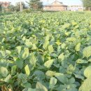 푸른꿈농장 이미지