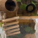 Waving | # 반려 동물 _ 비어디 드래곤 헤드 보빙 Head bobbing 암 웨이빙 Arm waving 행동 후기 일지 기록