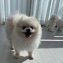 상큼하개 이미지