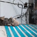 도그마루 강아지고양이 목동점 이미지