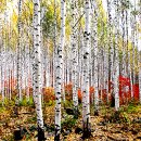 자작나무 이미지