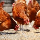 화석 양계장 이미지