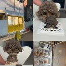 댕수무강 이미지