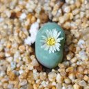 바람난강아지 이미지