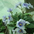 바이올렛 이미지