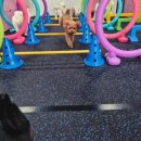 파파퍼피 DOG하우스 이미지