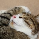 이개내고양이 이미지