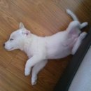 곰순이PC 이미지