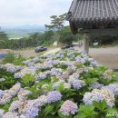 부석사 입구 | 충남 서산 가볼만한곳 서산 부석사 수국