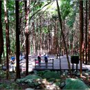 편백나무숲 이미지