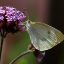 노랑나비 이미지