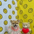 몽띠끄펫 이미지