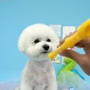 애견미용실 또이쁜댕 이미지