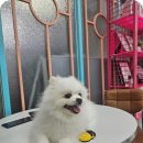 논산애견미용학원 | 수유애견미용학원 직접 다녀본 솔직 후기