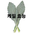 케일 효능 및 효과 부작용 이미지