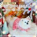 레트로메이드 | 강아지 하네스 추천｜이누네코 레트로 하네스 핸드메이드 솔직 후기