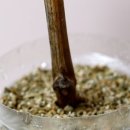 샤인스타트 이미지