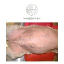 오산동물병원 이미지