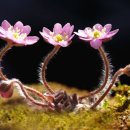 꽃길약국 이미지